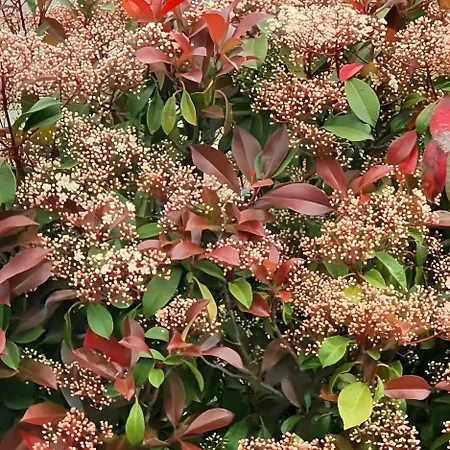 La Riega Del Peral * Ojedo