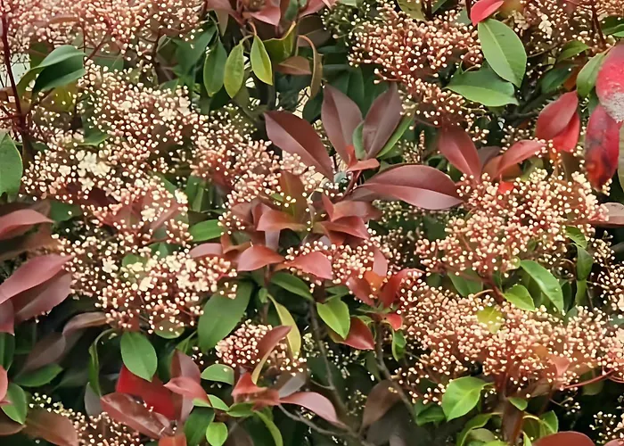 La Riega Del Peral * Ojedo